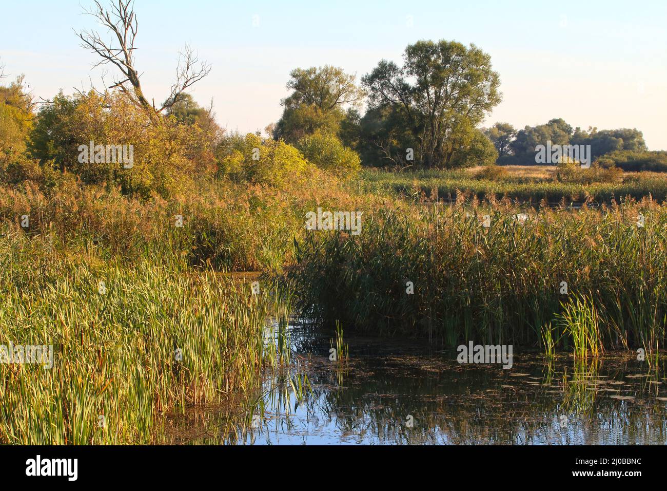 Lago Oxbow, Lower Oder Valley National Park, DE Foto Stock