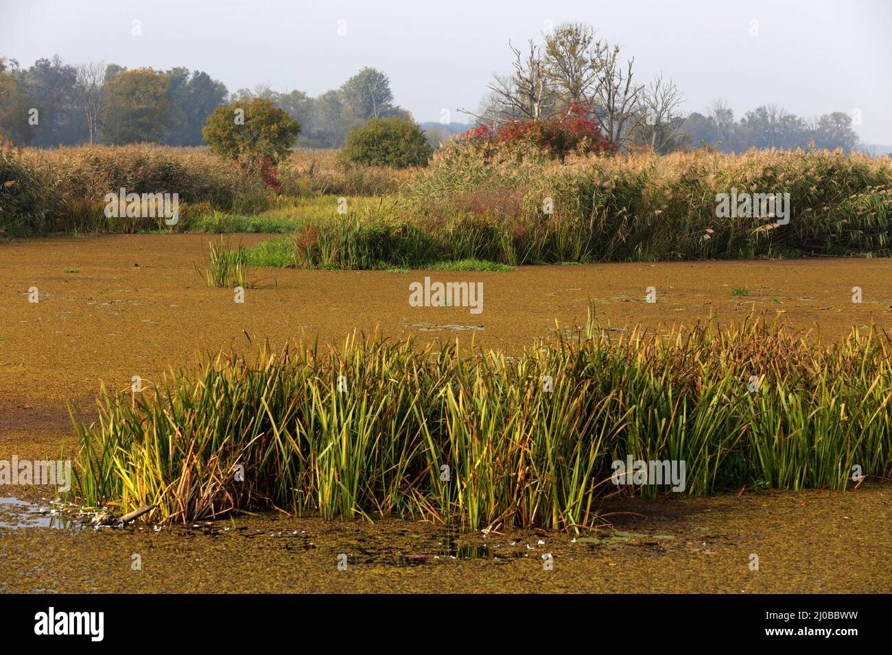 Lago Oxbow, Lower Oder Valley National Park, DE Foto Stock