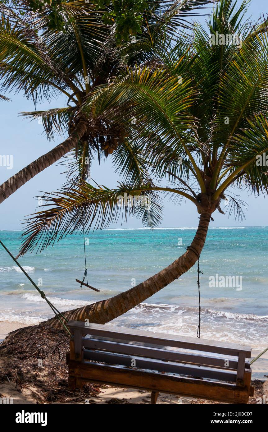 Panca in legno Swing accanto a un albero di palma di fronte ai Caraibi white sand beach ocean su little corn island Foto Stock