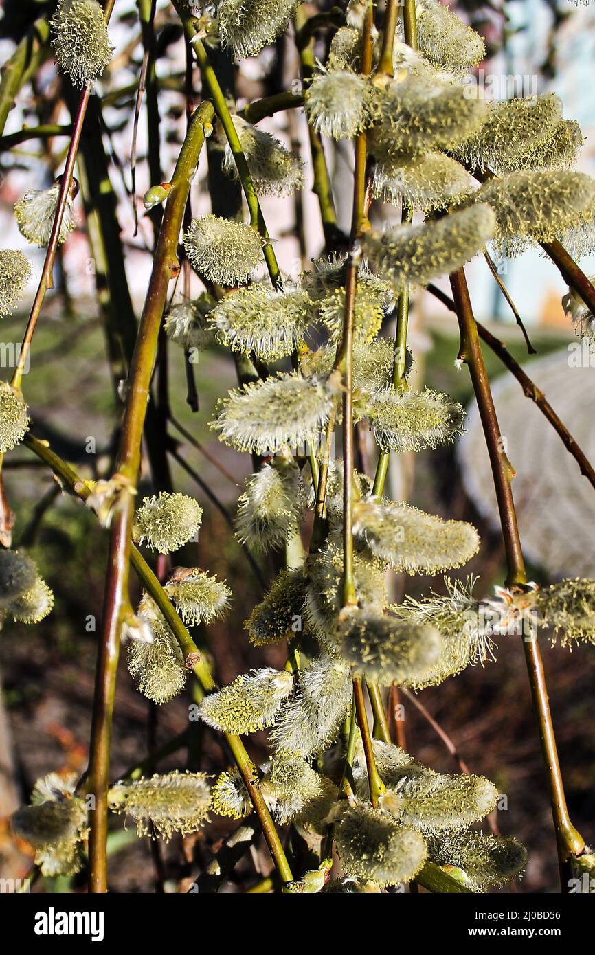 Primavera fioritura salice rami closeup Foto Stock