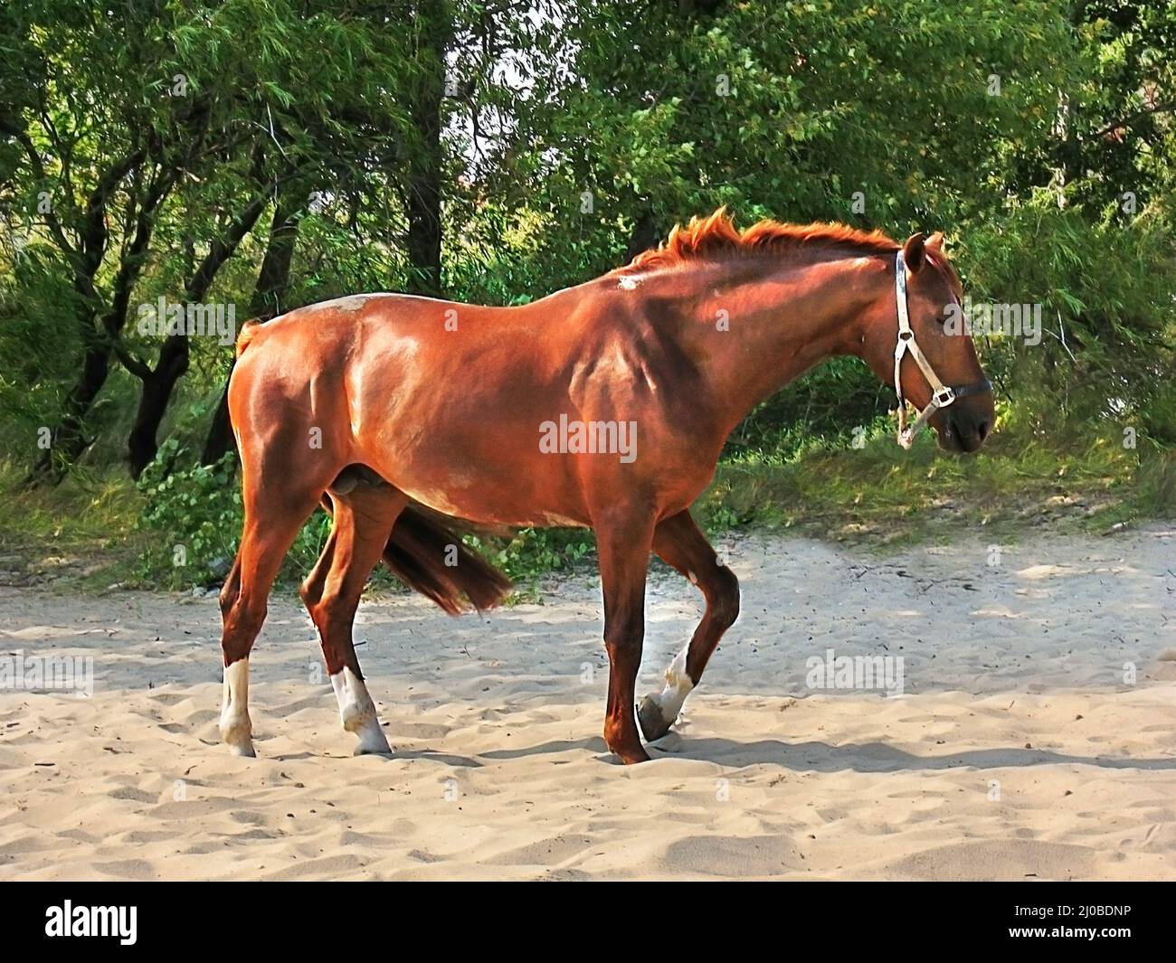 Cavallo rosso per una passeggiata sulla spiaggia soleggiata giorno d'estate Foto Stock