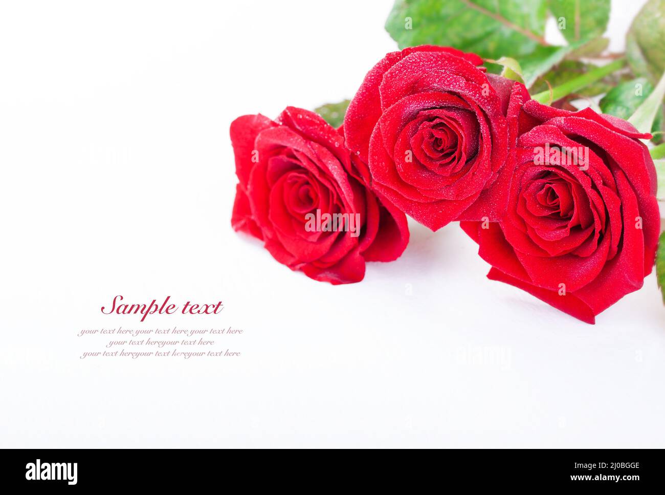 Rose rosse con gocce d'acqua su sfondo bianco con testo di esempio Foto Stock