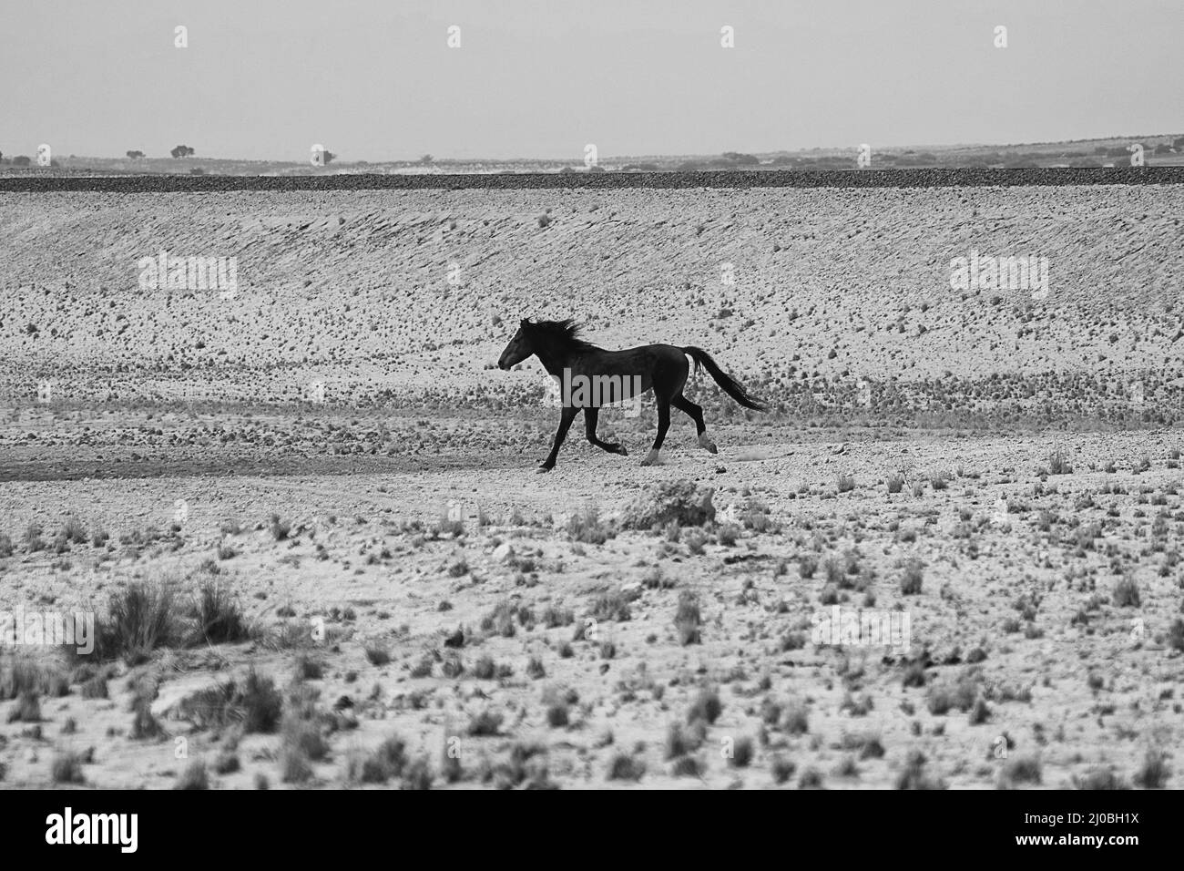 Un cavallo selvaggio nel deserto della namibia a garub sulla strada per luderitz Foto Stock