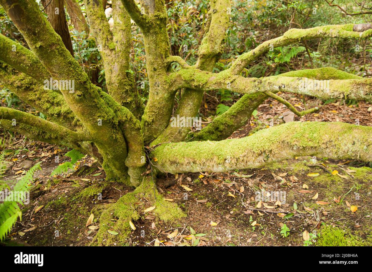 Mossy tronco di albero Foto Stock