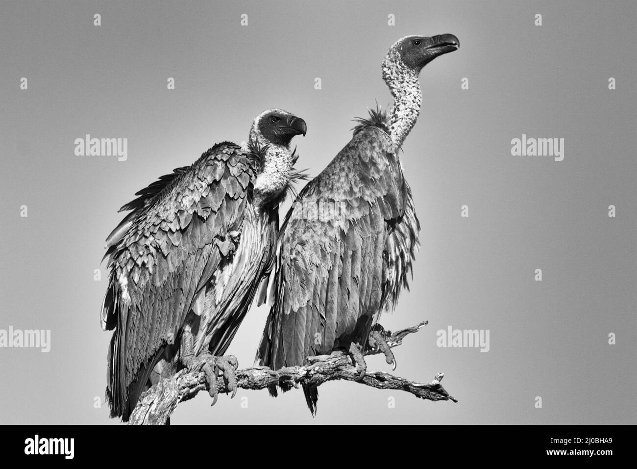 Vulture al parco nazionale kruger Sud africa (bianco e nero) Foto Stock