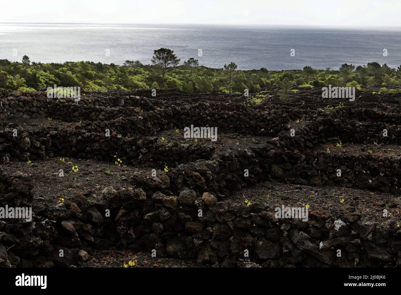 Paesaggio della cultura vinicola dell'isola di Pico, patrimonio dell'umanità, Azzorre Foto Stock