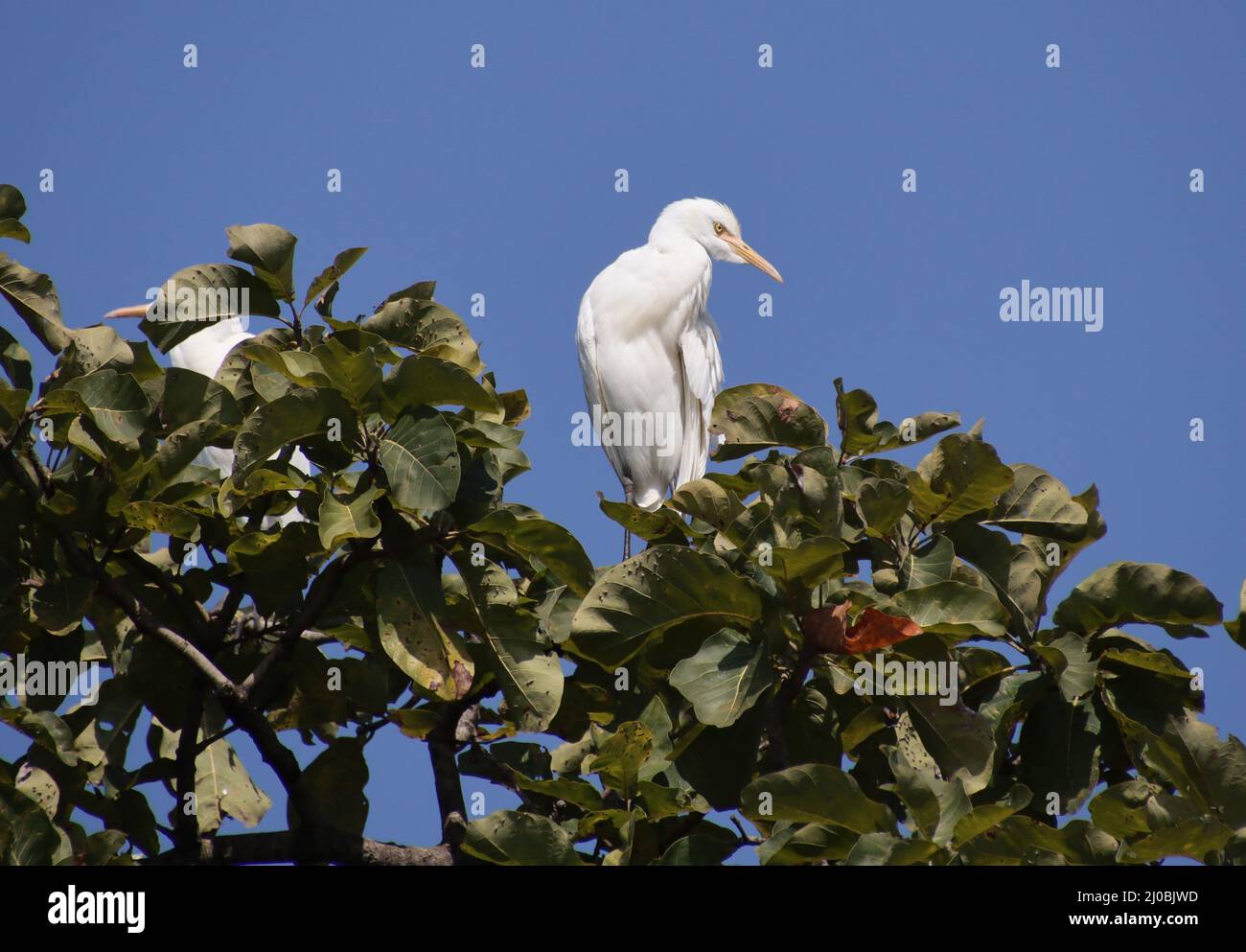 heron seduto su un ramo d'albero Foto Stock