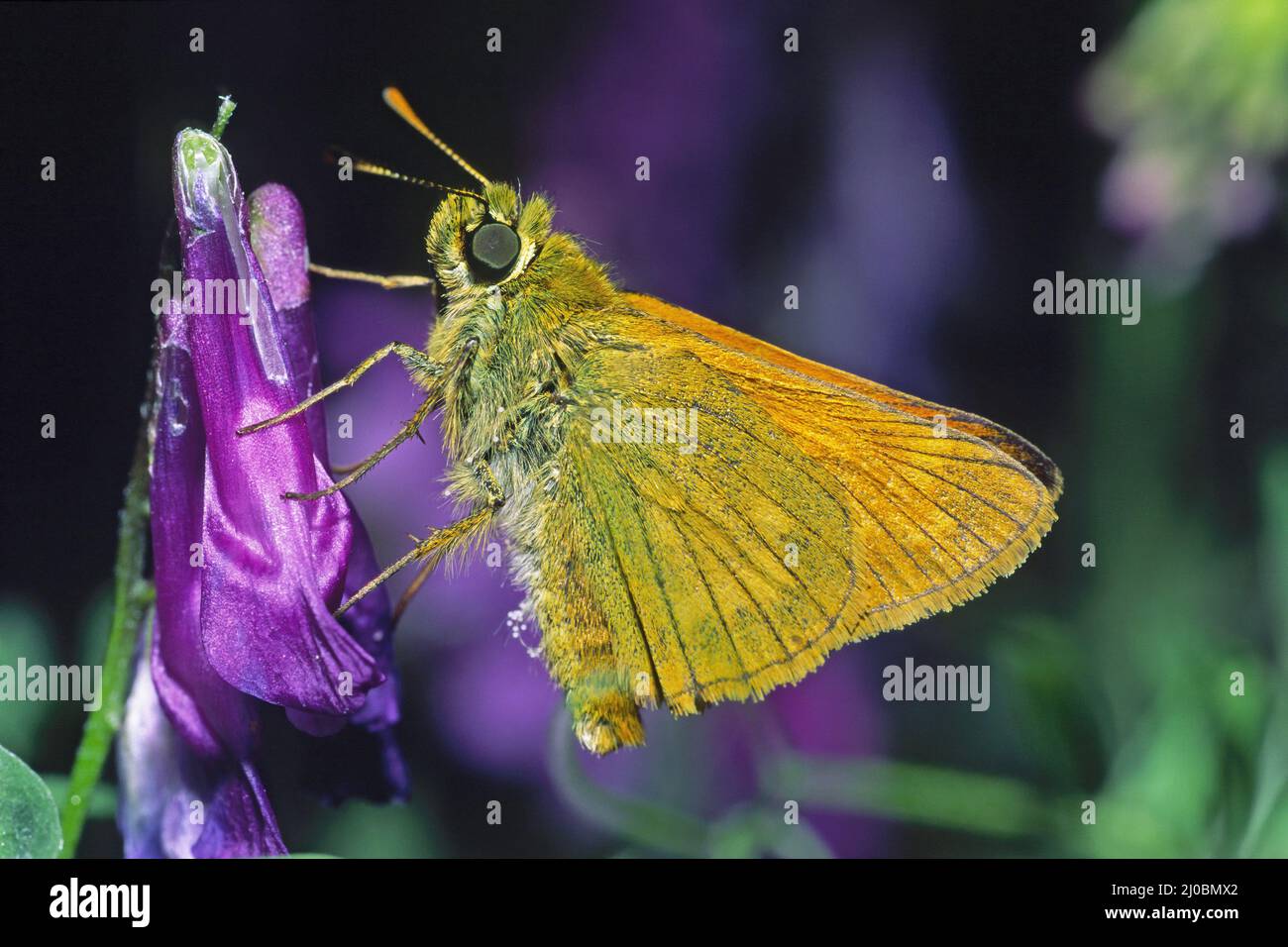 Esemplare di skipper piccolo farfalla , Thymelicus sylvestris, Hesperiidae Foto Stock