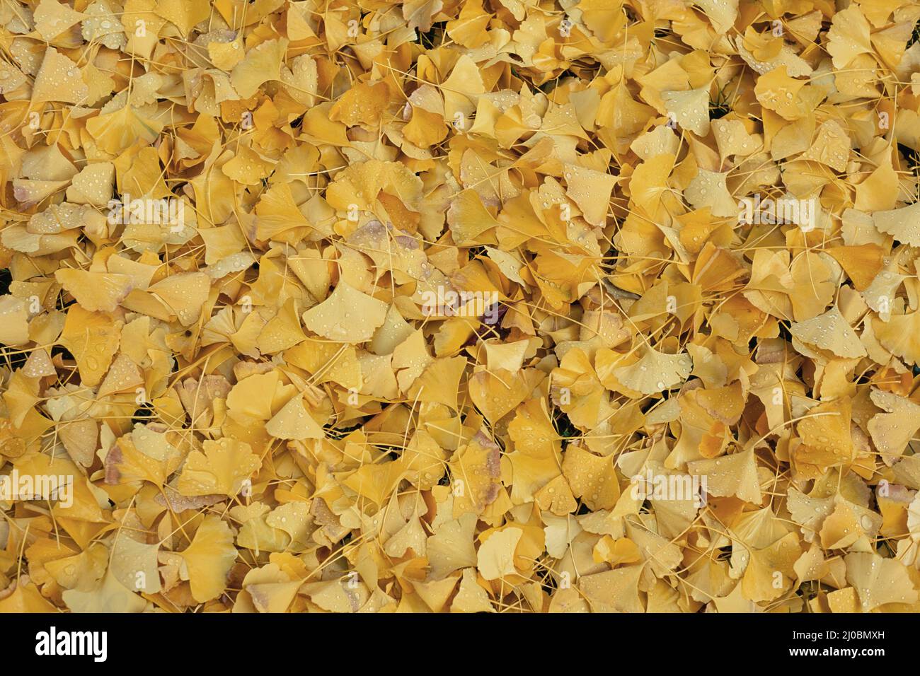 le foglie di ginkgo cadono in una sola notte, autunno, Ginkgo biloba, Ginkgoaceae Foto Stock