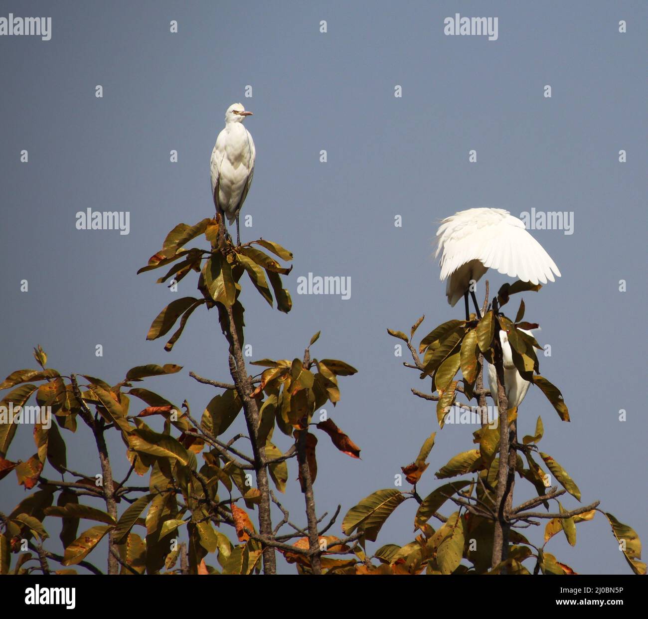 heron seduto su un ramo d'albero Foto Stock