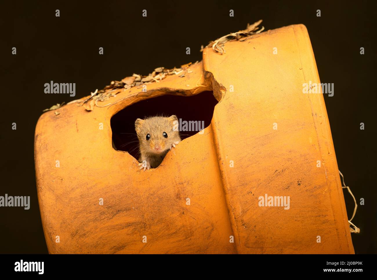 Una femmina Harvest mouse (Micromys minutus), schioccando la sua testa da un vaso rotto Foto Stock