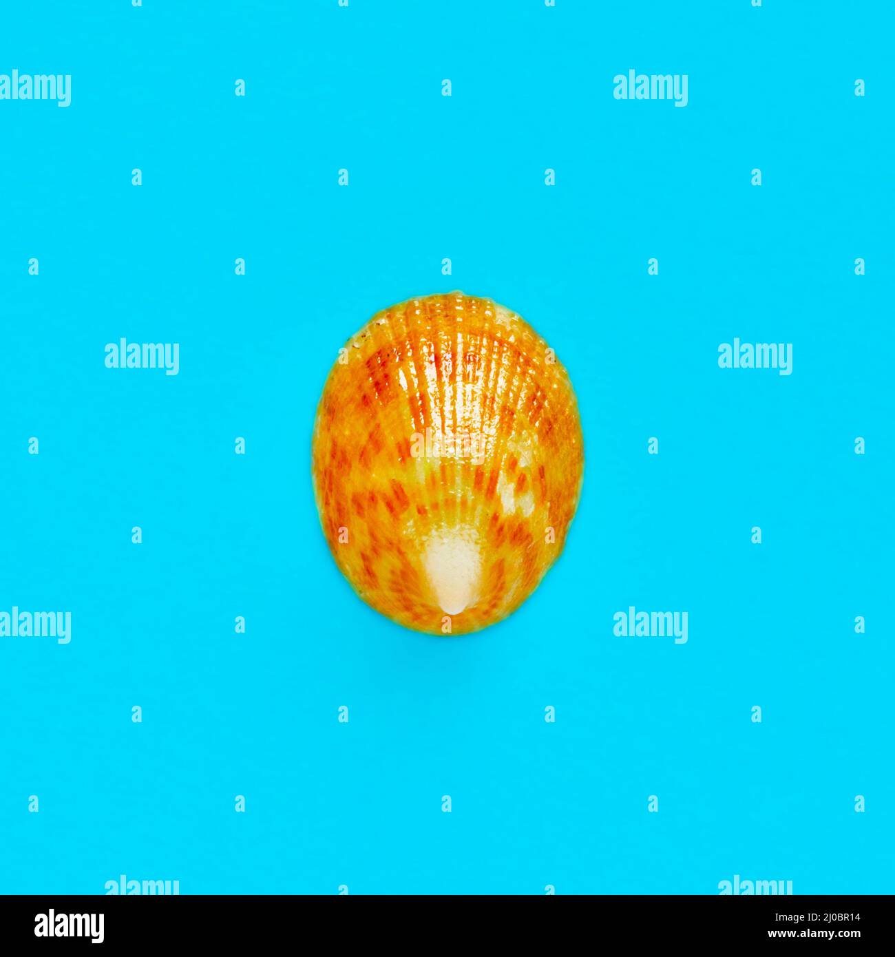 Flat Lay immagine isolata di una conchiglia costiera su uno sfondo azzurro chiaro Foto Stock