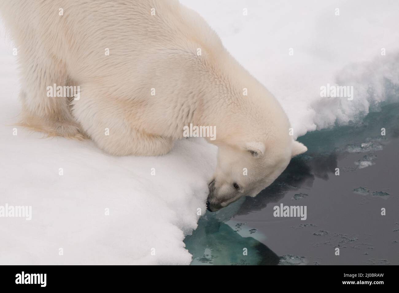 Un orso polare si trova sotto il ghiaccio marino e controlla le foche, sull'Oceano Artico congelato tra Franz Josef Land e il Polo Nord Foto Stock