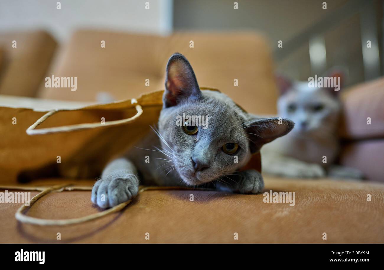 il gatto grigio è seduto in un sacchetto di carta Foto Stock