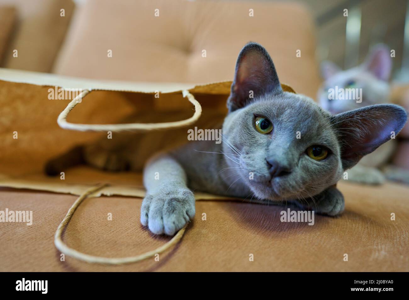 il gatto grigio è seduto in un sacchetto di carta Foto Stock