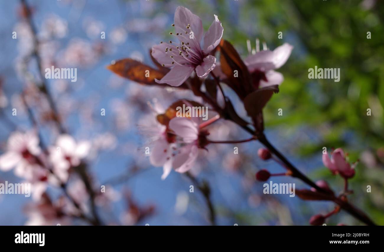 Albero di Prunus in fiore. Questo ha fiori rosa e foglie rosse Foto stock -  Alamy
