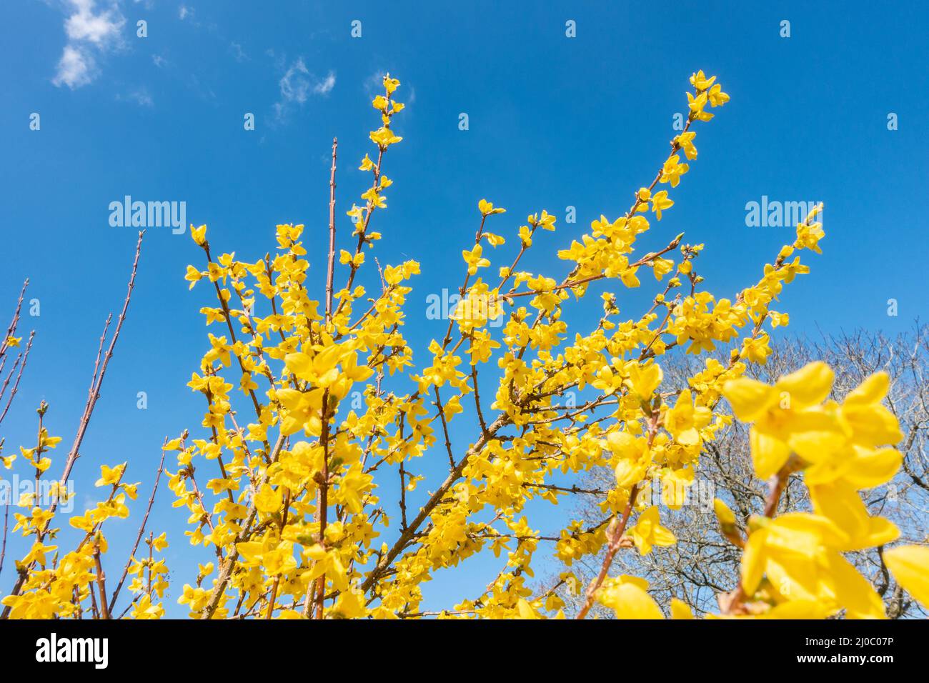 Guardando in su i fiori gialli della forsizia contro un cielo blu. Foto Stock