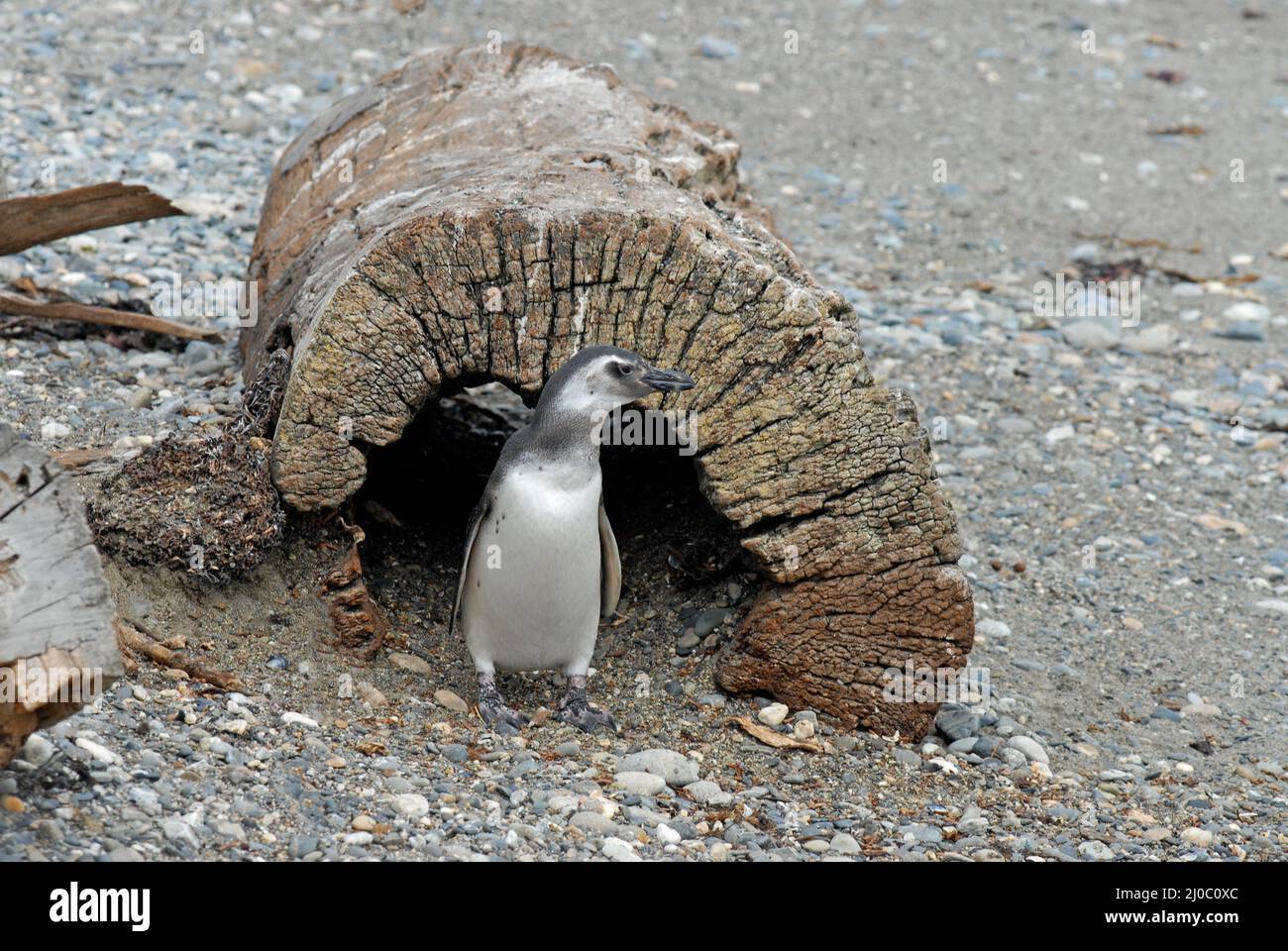Pinguino magellanico, seno Otway, Cile Foto Stock