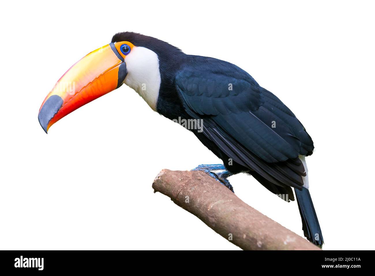 Toucan bird in un albero in bianco sullo sfondo isolato Foto Stock