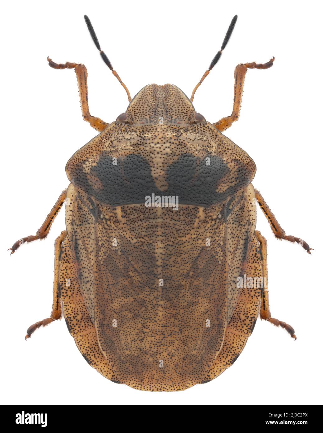 Eurygaster testudinaria vero bug campione Foto Stock