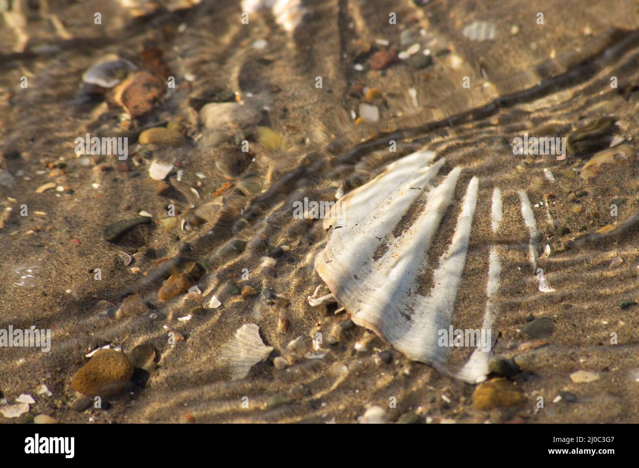 Conchiglia seminterrata in sabbia coperta da increspature di acqua di mare limpida Foto Stock