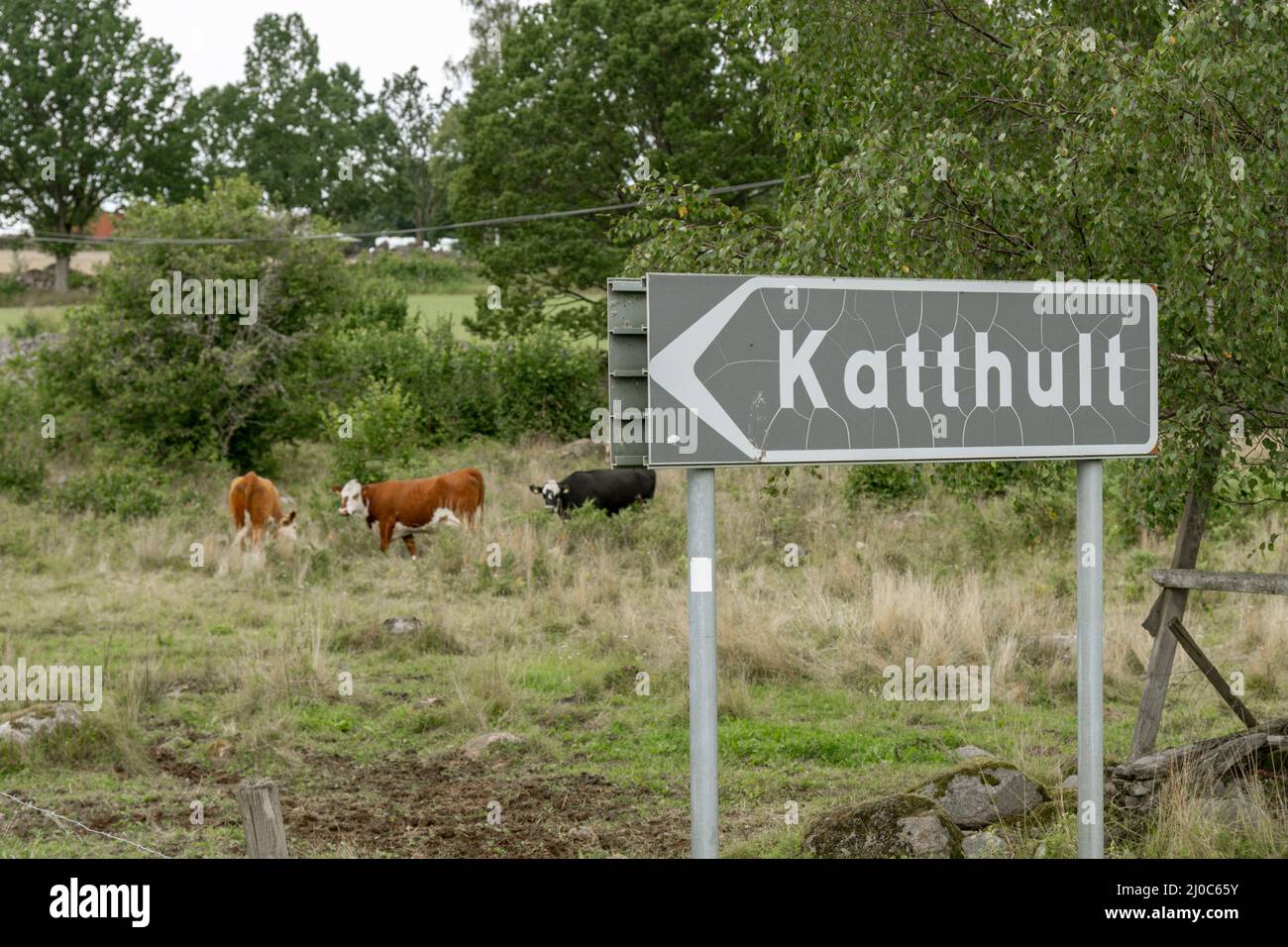 città segno di katthult con mucche sullo sfondo Foto Stock