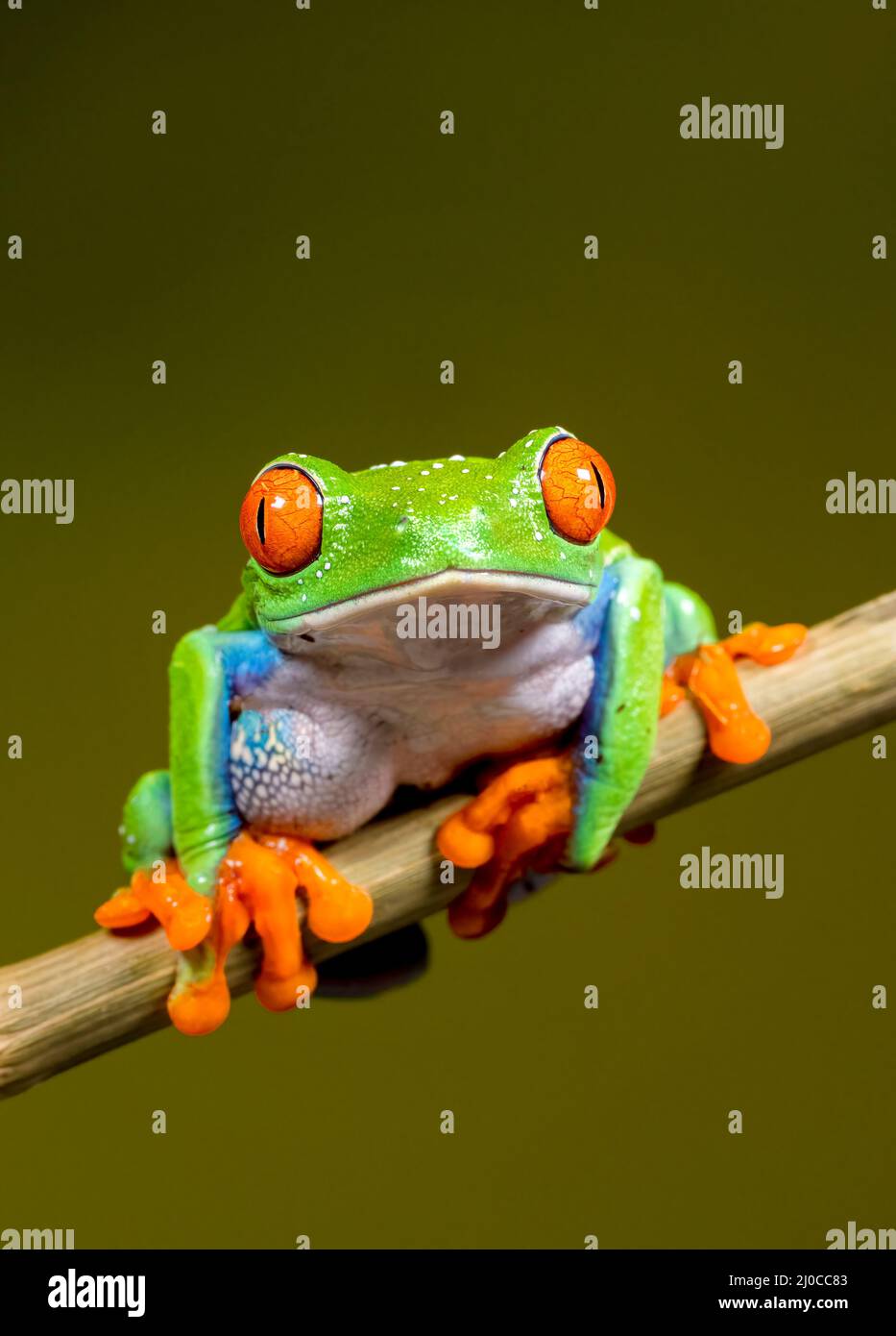 Rana rossa dell'albero Eyed (Agalichnis callidryas), seduta su un gambo della pianta e fronte di fronte Foto Stock