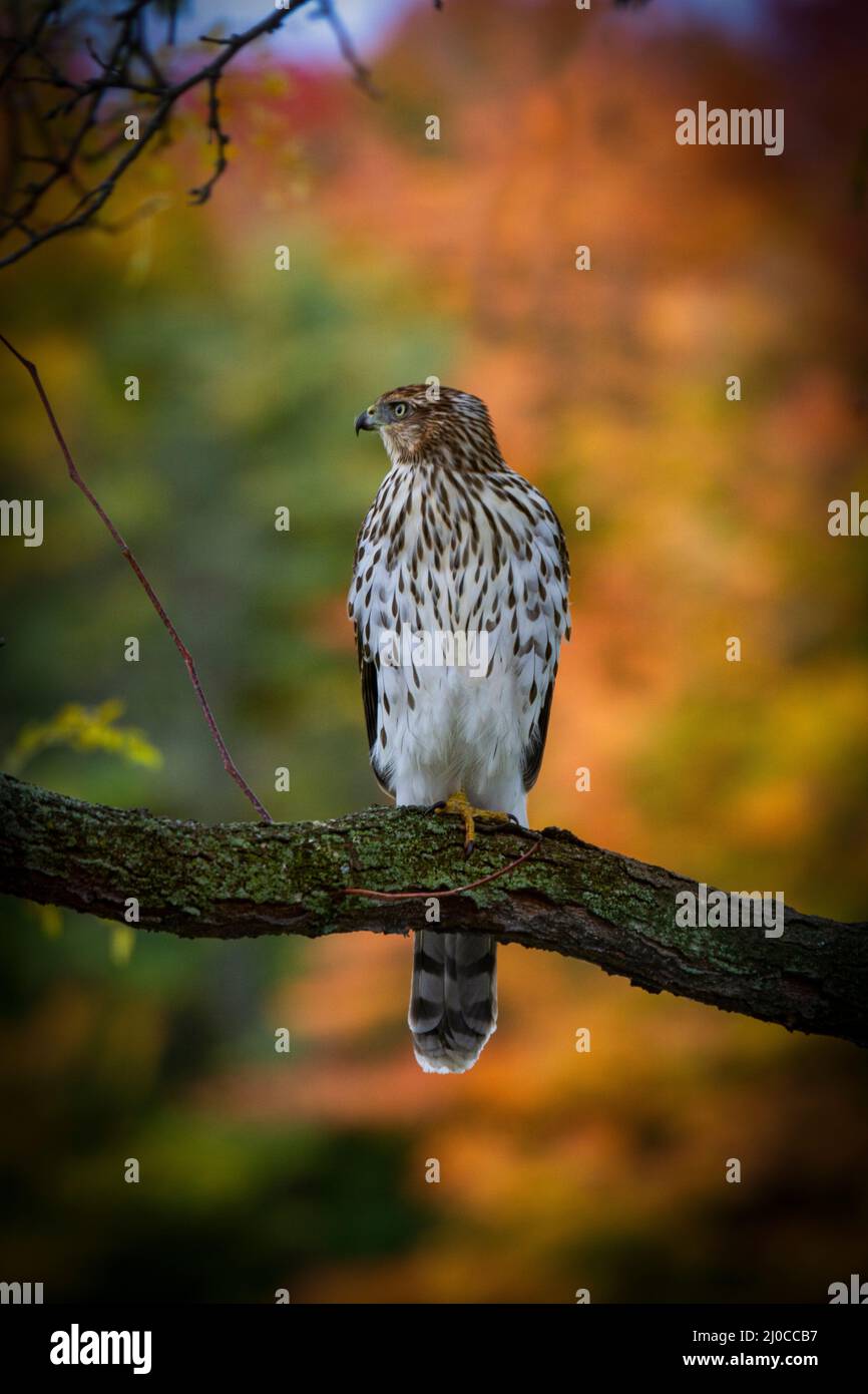 Il giovane falco di Cooper arroccato su un ramo d'albero con un colorato sfondo autunnale Foto Stock