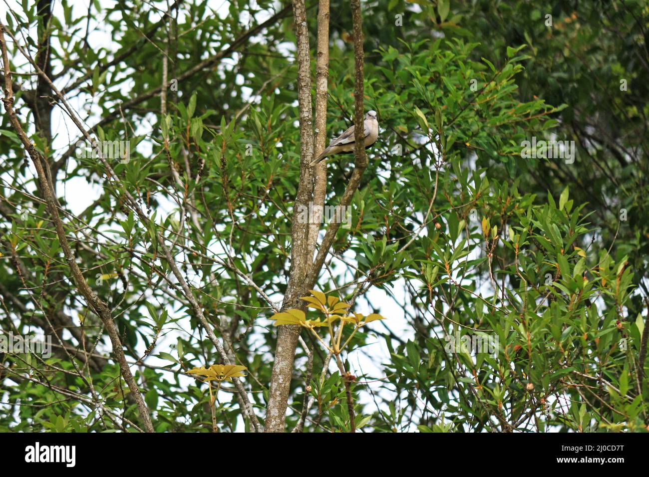 Tra i rami e le lussureggianti foglie di un albero, è arroccata una piccola colomba grigia. Foto Stock