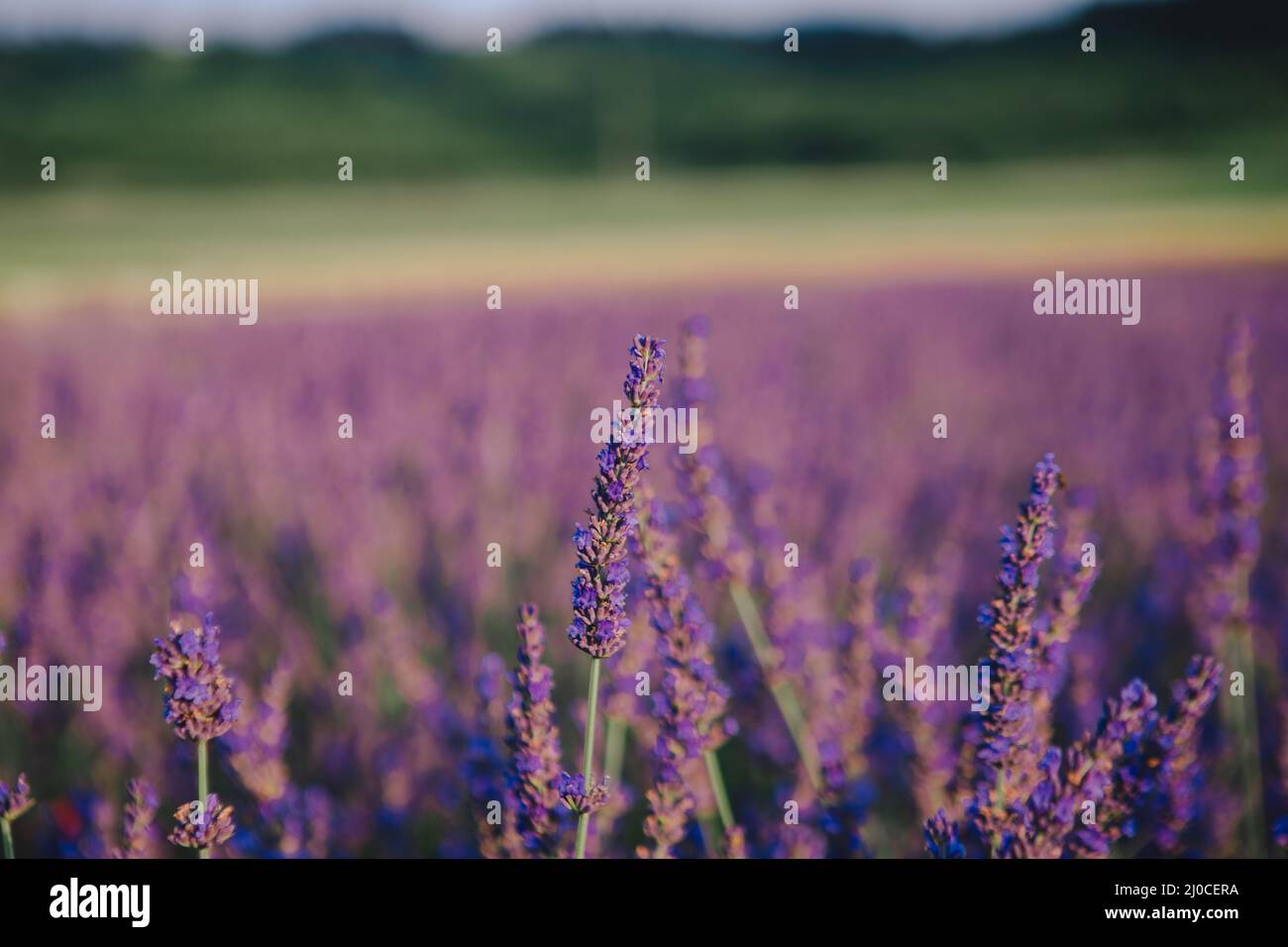 il campo lavanda chiude lo spazio di copia Foto Stock