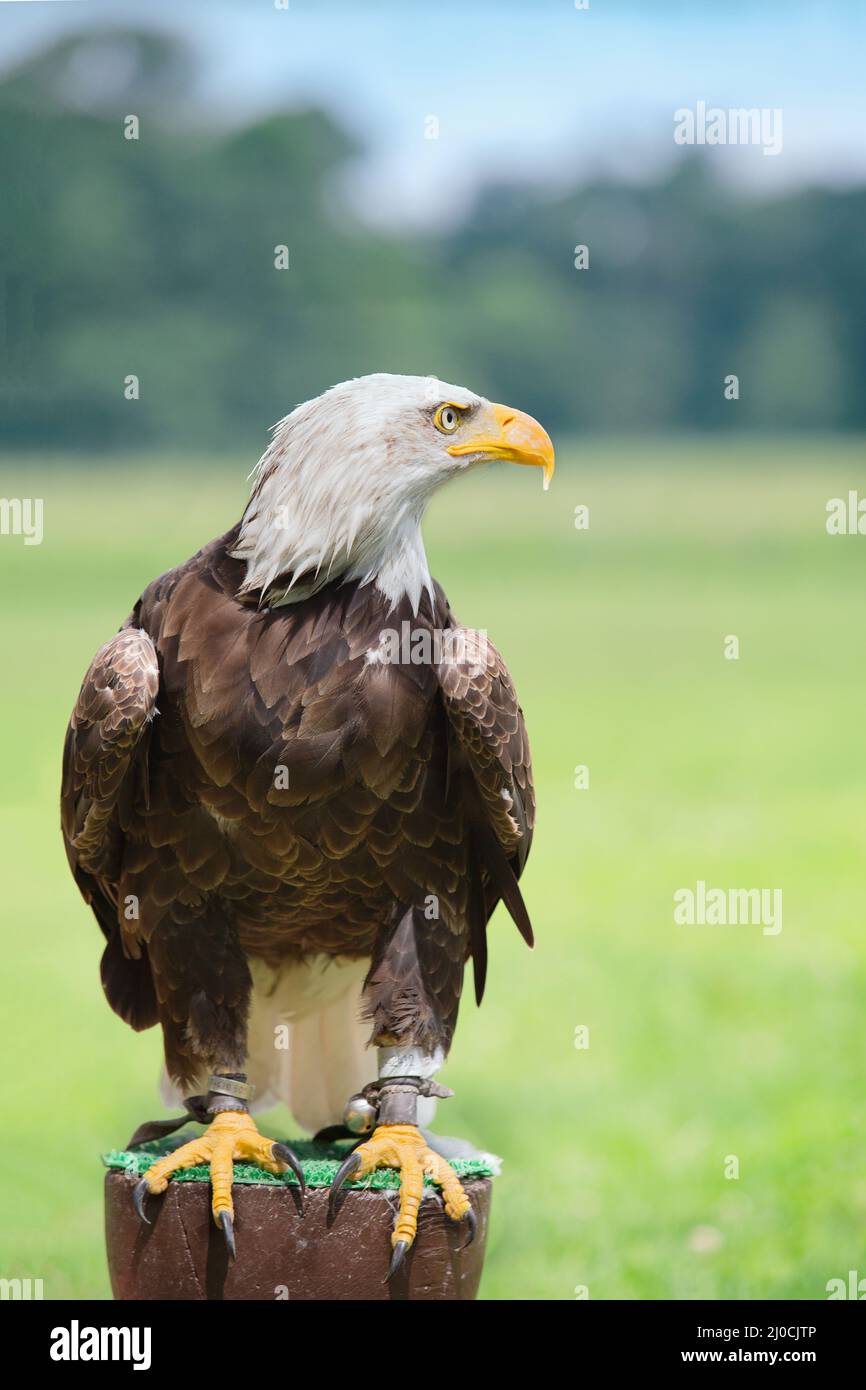 Testa di aquila calva da vicino ritratto Foto Stock