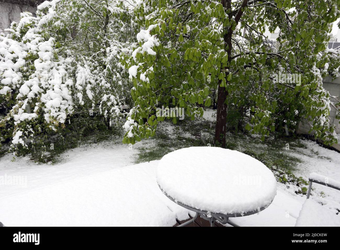 Ritorno ritardato dell'inverno nell'aprile 2017, Baviera, Germania Foto Stock