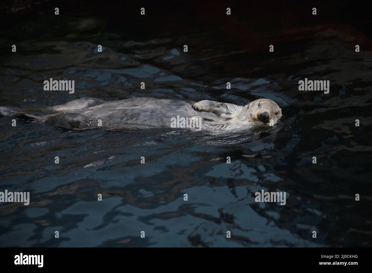 Lontra di mare galleggiante sul suo retro in acque fredde Foto Stock