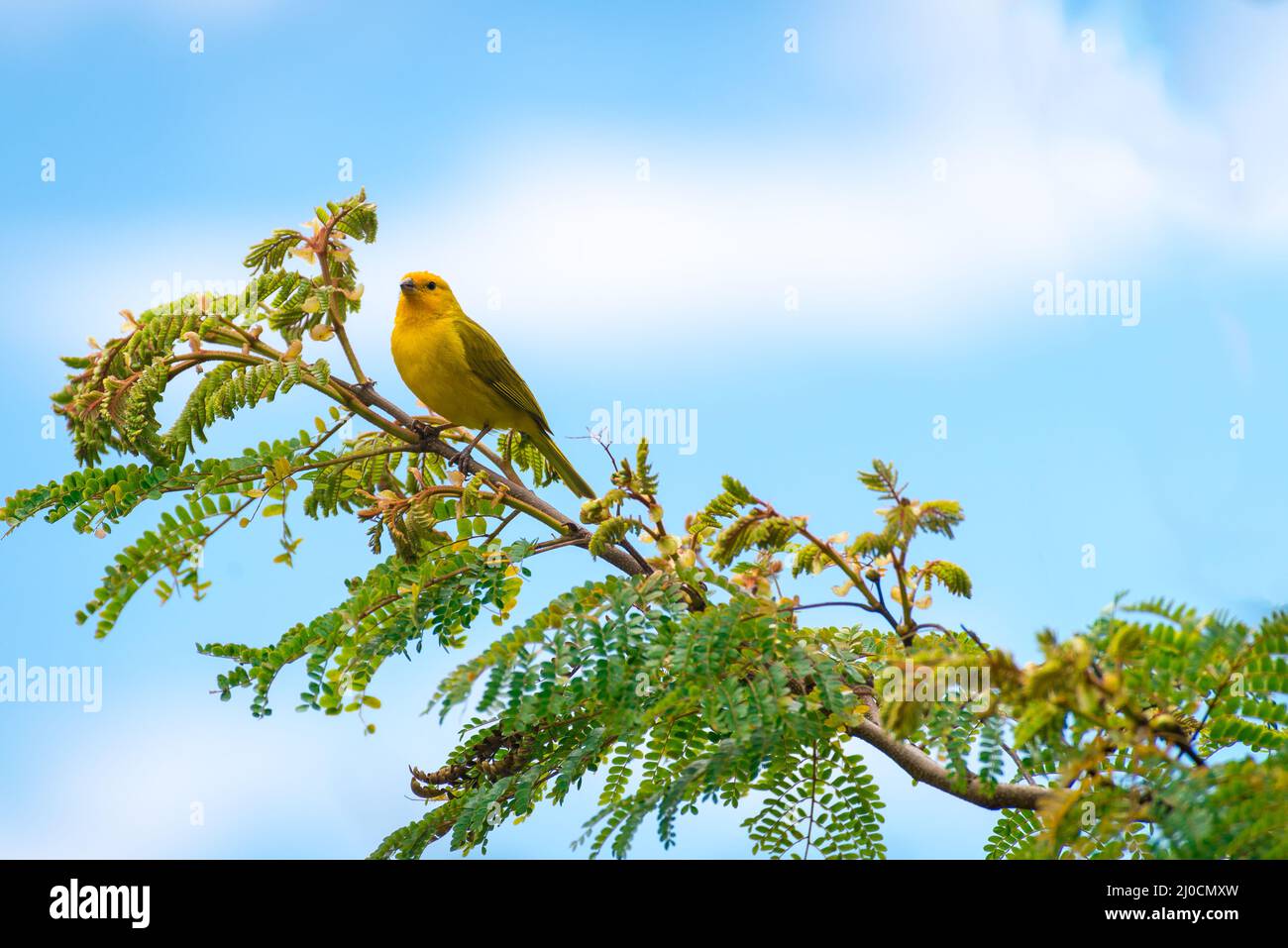 Primo piano di selvaggio canarino passerino uccello arroccato Foto Stock