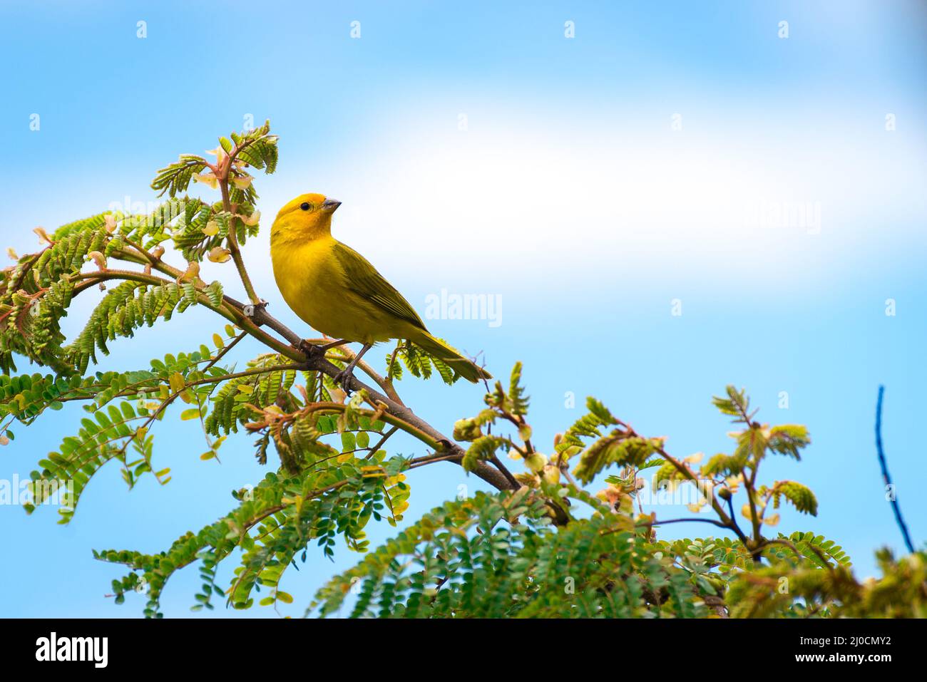 Primo piano di selvaggio canarino passerino uccello arroccato Foto Stock