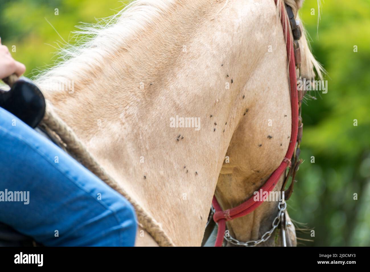 Molti fiati sopra il cavallo marrone chiaro Foto Stock