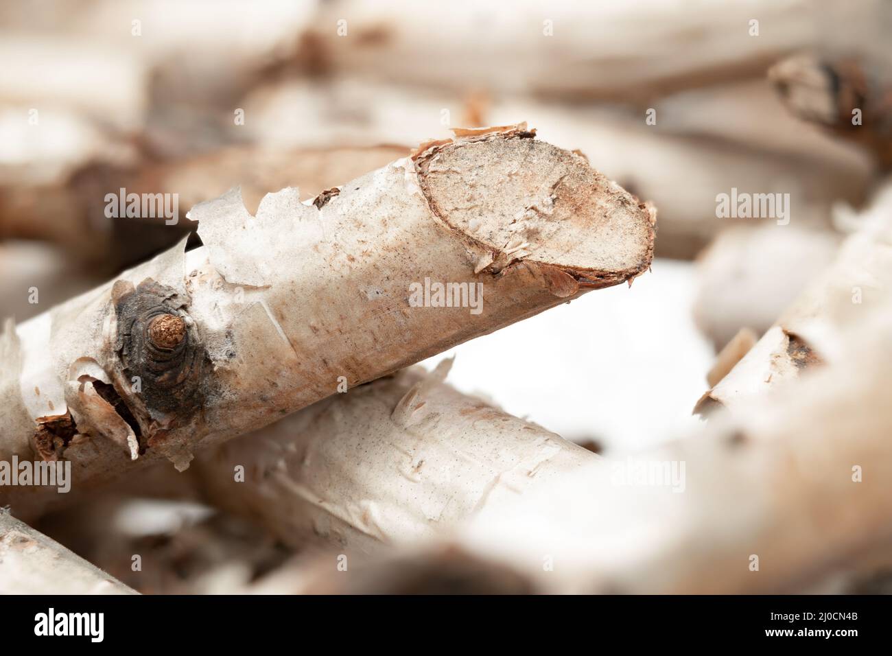 Tagliare i rametti di betulla; primo piano. Sfondo o struttura in legno naturale. Corona di betulla. Rami disposti a nido circolare; utilizzati per il piano centrale del tavolo Foto Stock