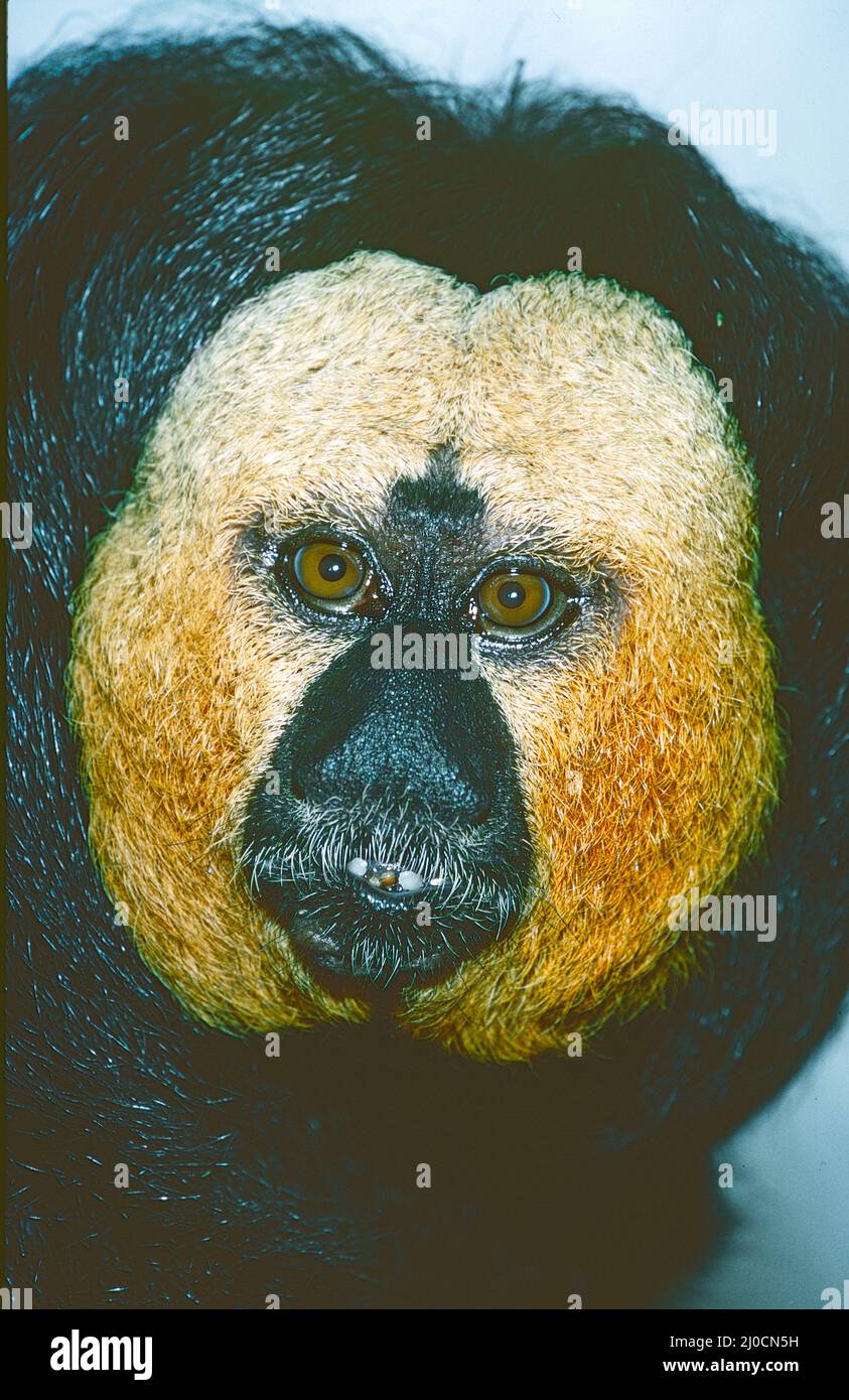 Maschio a faccia bianca o Guianan Saki (Pitecia pithecia)). Dal Brasile, la Guiana e il Venezuela. Foto Stock