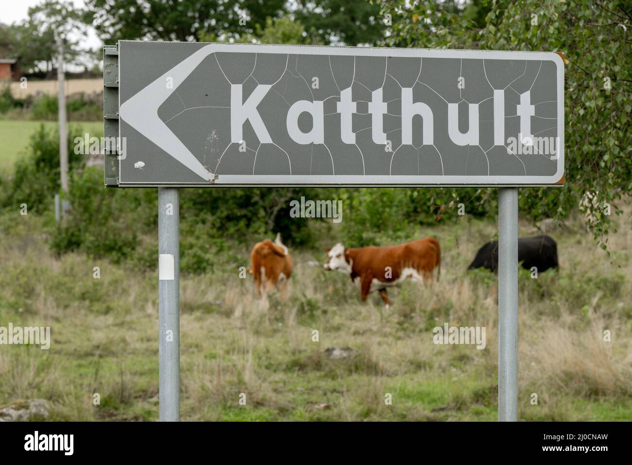 città segno di katthult con mucche sullo sfondo Foto Stock