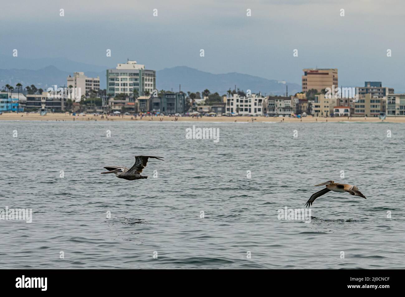 Pelican's si alza sull'oceano pacifico a Marina d Foto Stock