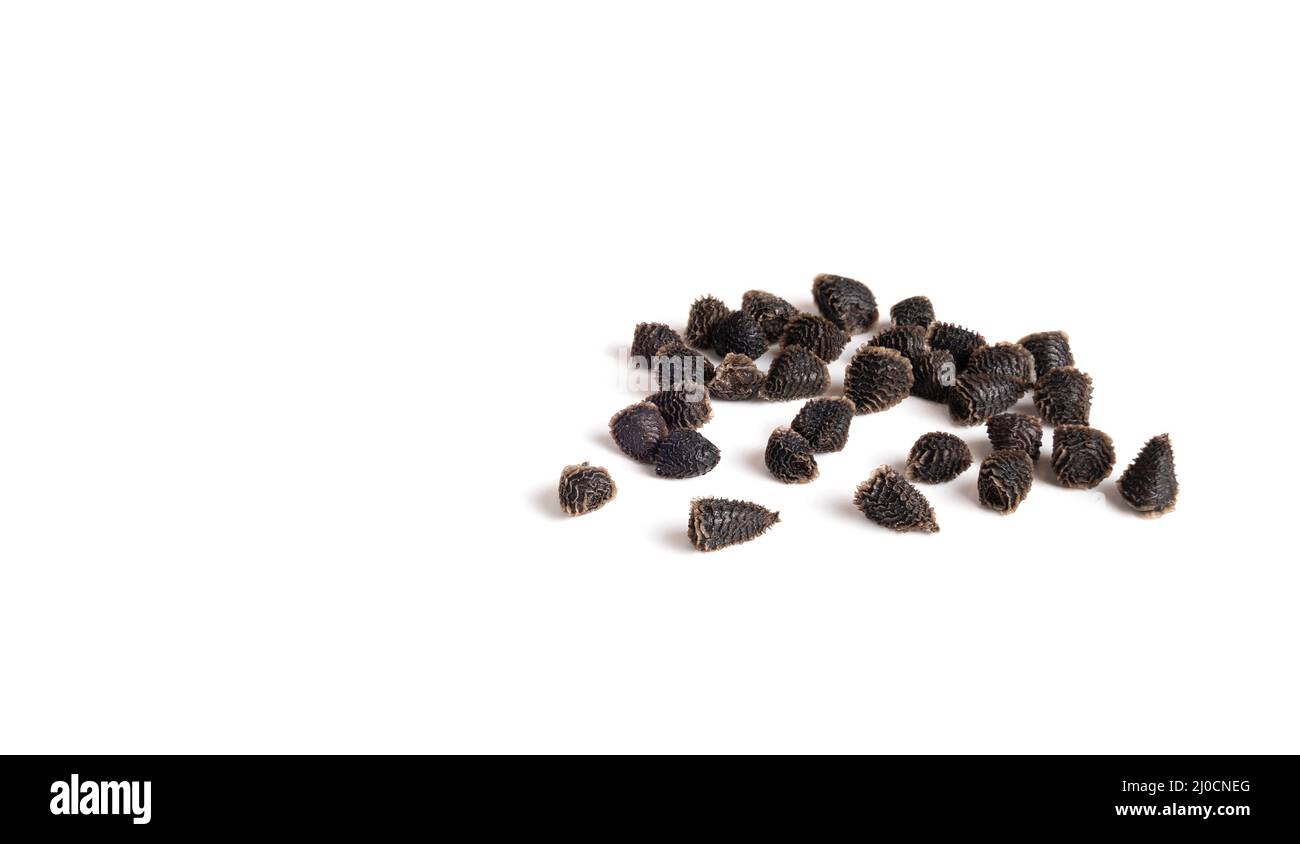 Razzo semi di Larkspur, macro. 1-2 mm pino cono a forma di semi di fiore essiccato noto anche come Delphinium selvatico o Delphinium ajacis. Fiori selvatici noti ad attra Foto Stock