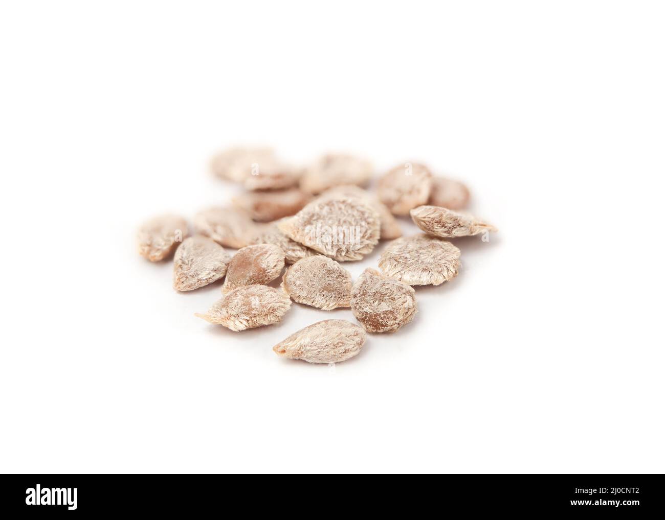 Bush ciliegia pomodori semi per iniziare piante di pomodoro in ambienti interni inizio primavera. Mucchio di semi fuzzy da 2-3 mm di pianta di bucce di pomodoro zuccherato. Macro Foto Stock