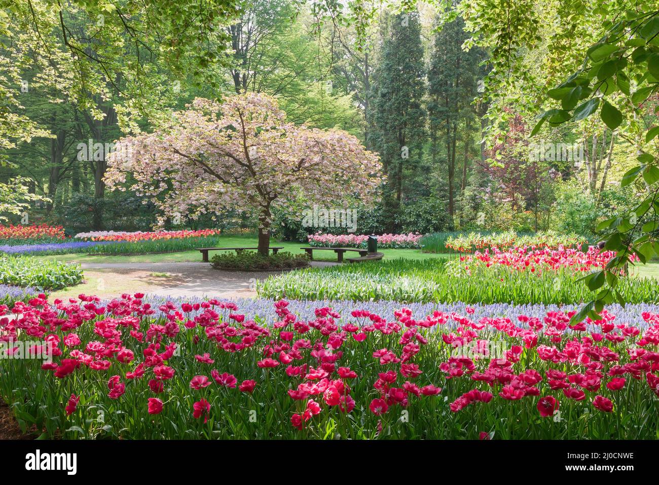 La bellezza di albero in fiore con panca Foto Stock