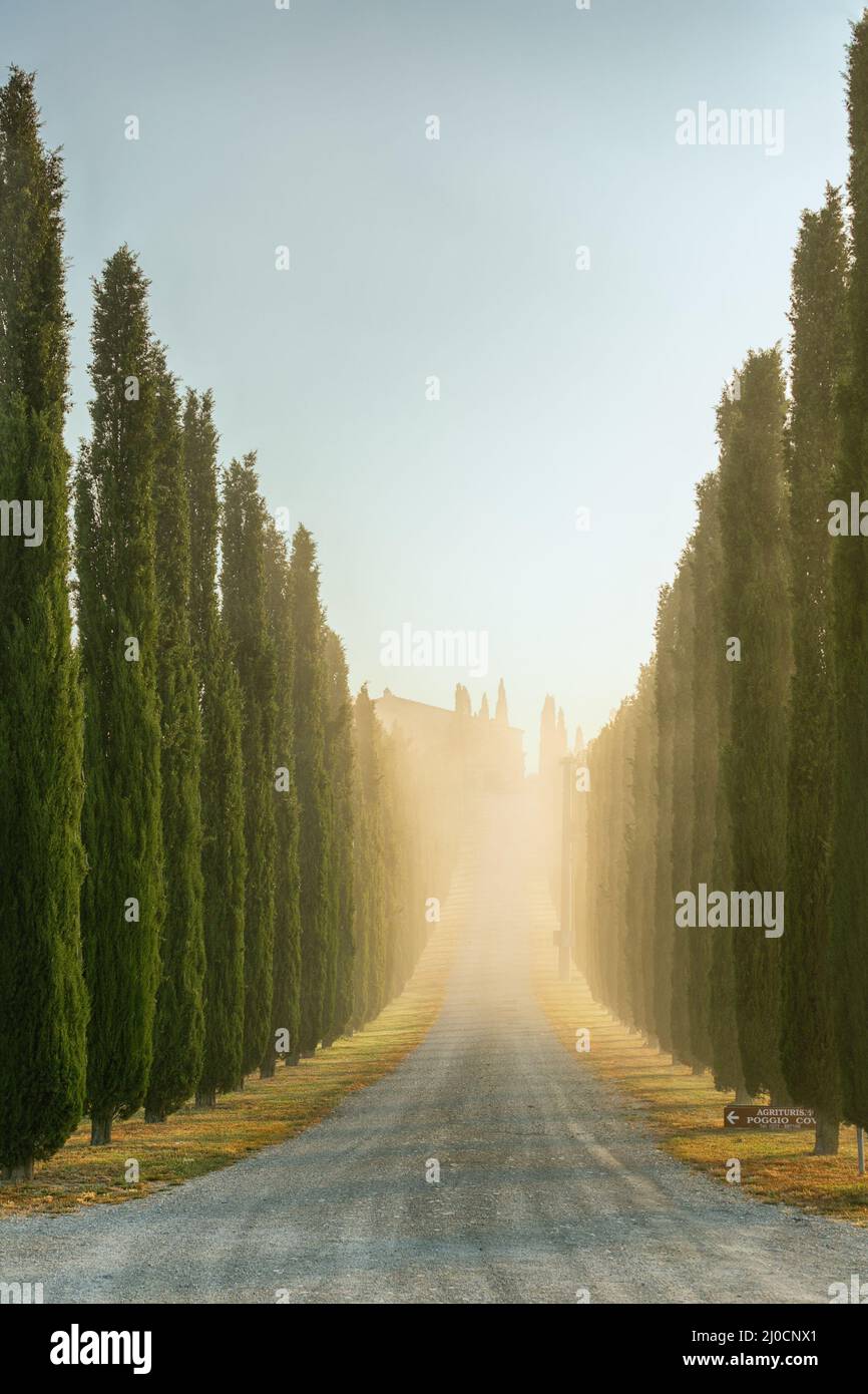 Un famoso viale toscano di cipressi Foto Stock