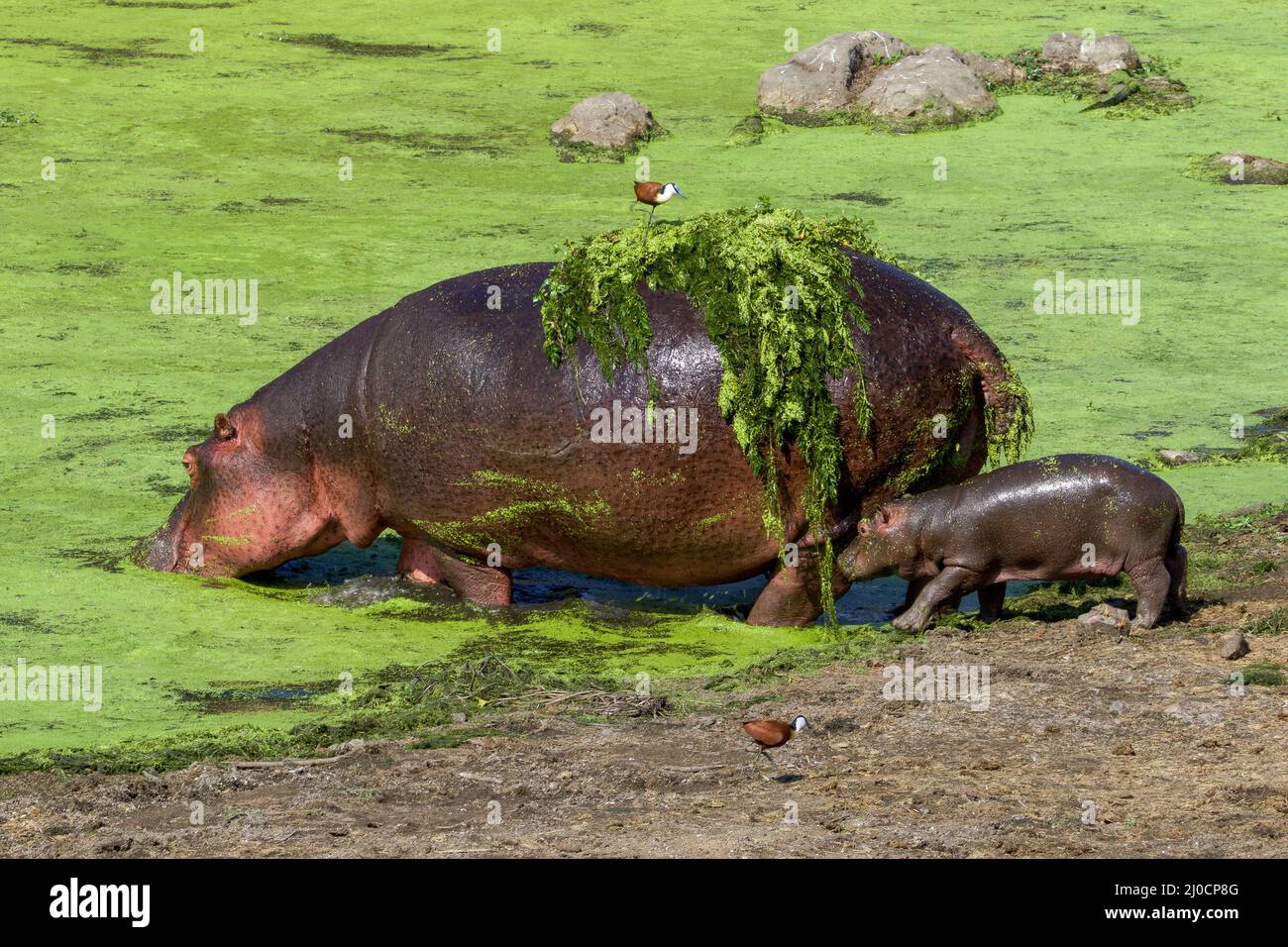 Un ippopotamo e il suo bambino nel Parco Nazionale Kruger Sud Africa-2.jpg Foto Stock