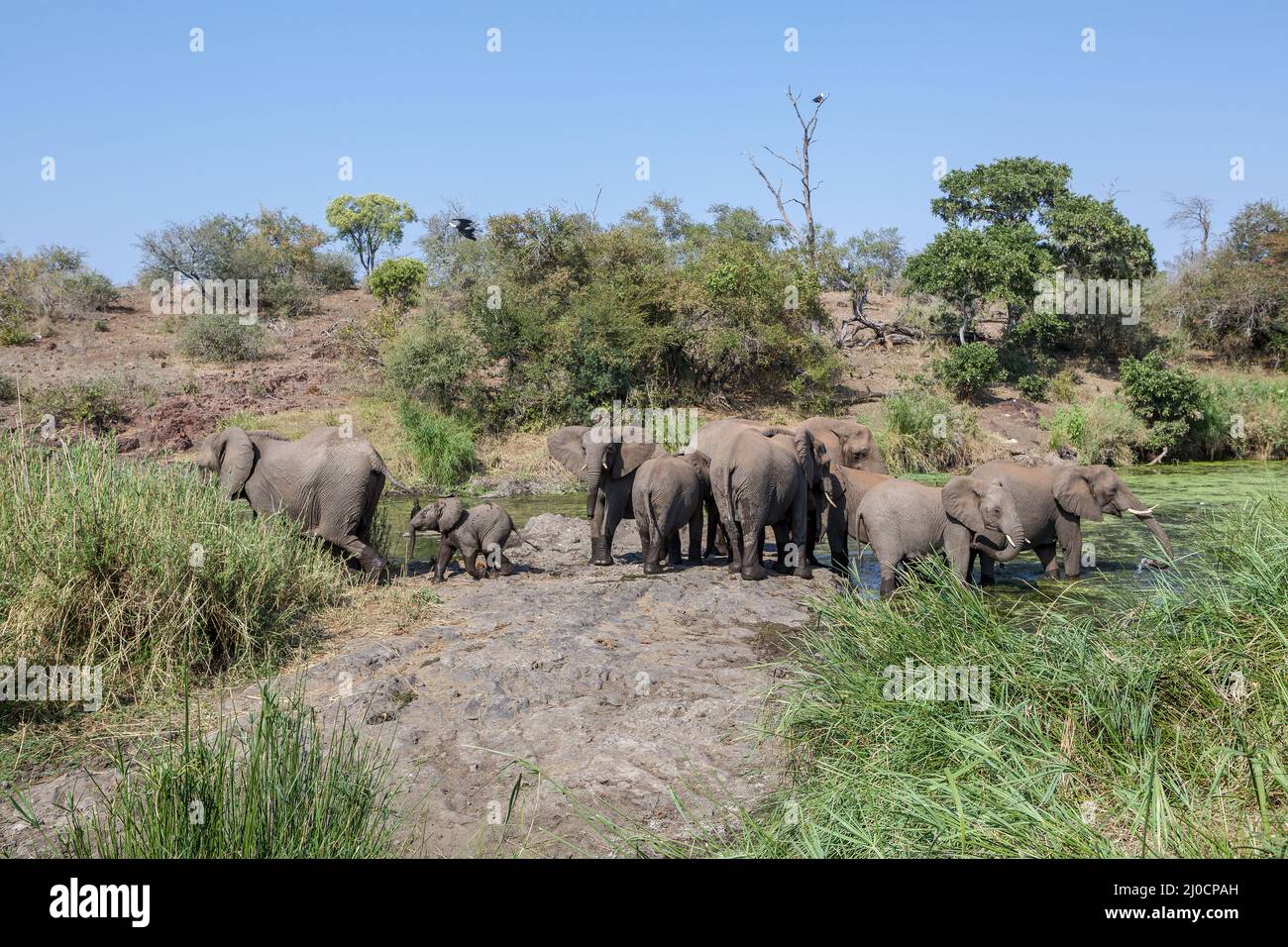 Una mandria di elefanti nel Parco Nazionale Kruger Sud Africa Foto Stock