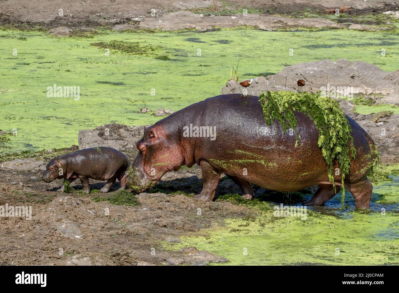 Un ippopotamo e il suo bambino nel Parco Nazionale Kruger Sud Africa-2.jpg Foto Stock