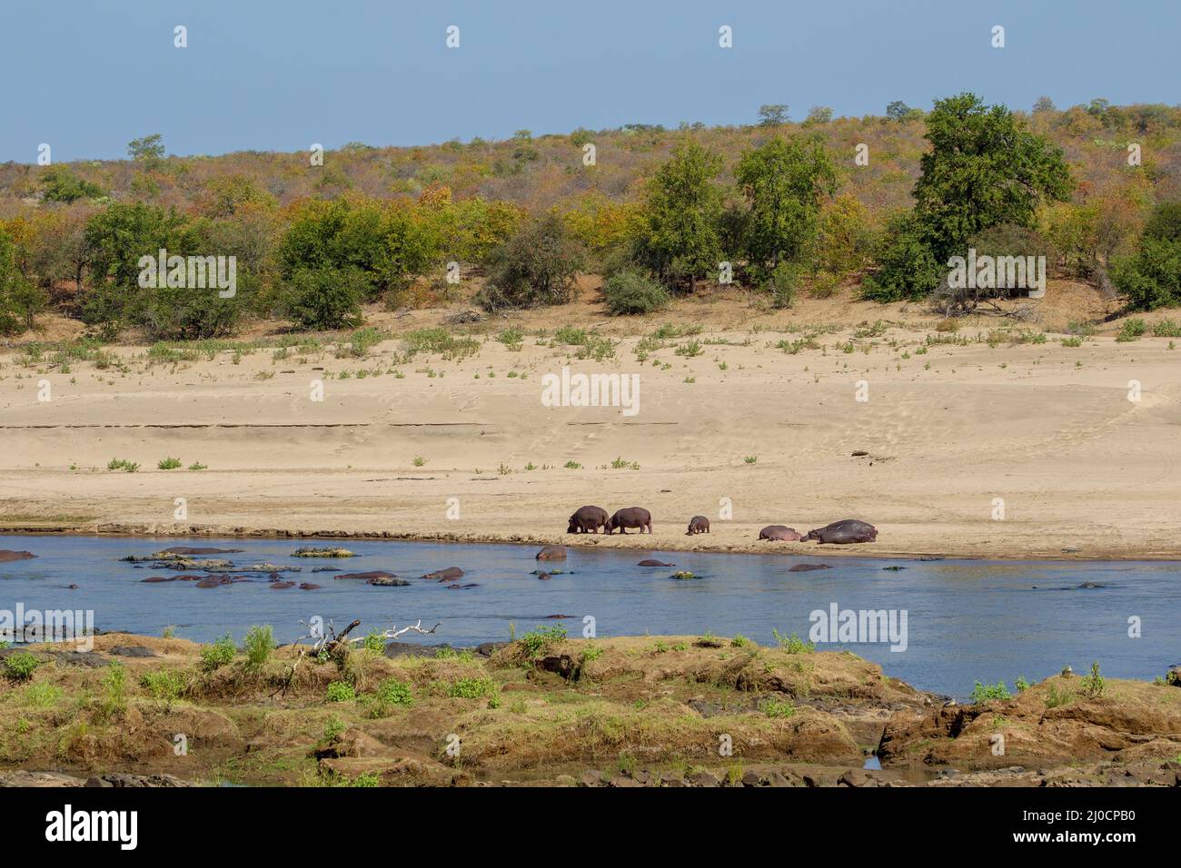 Una mandria di ippopotami sulla tha riva di un fiume Parco Nazionale Kruger Foto Stock