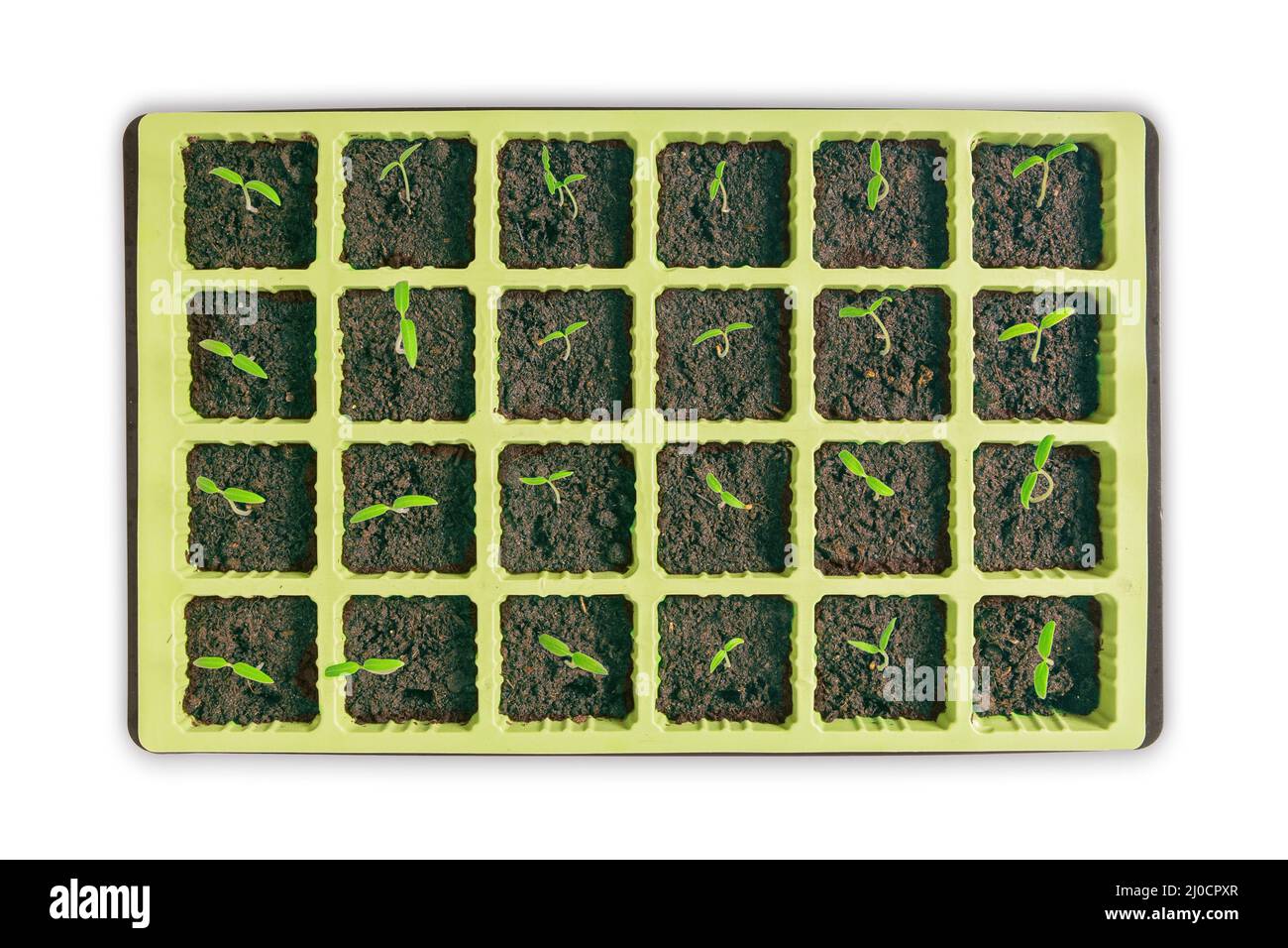 Primo piano selettivo di piantine verdi di pomodoro Foto Stock