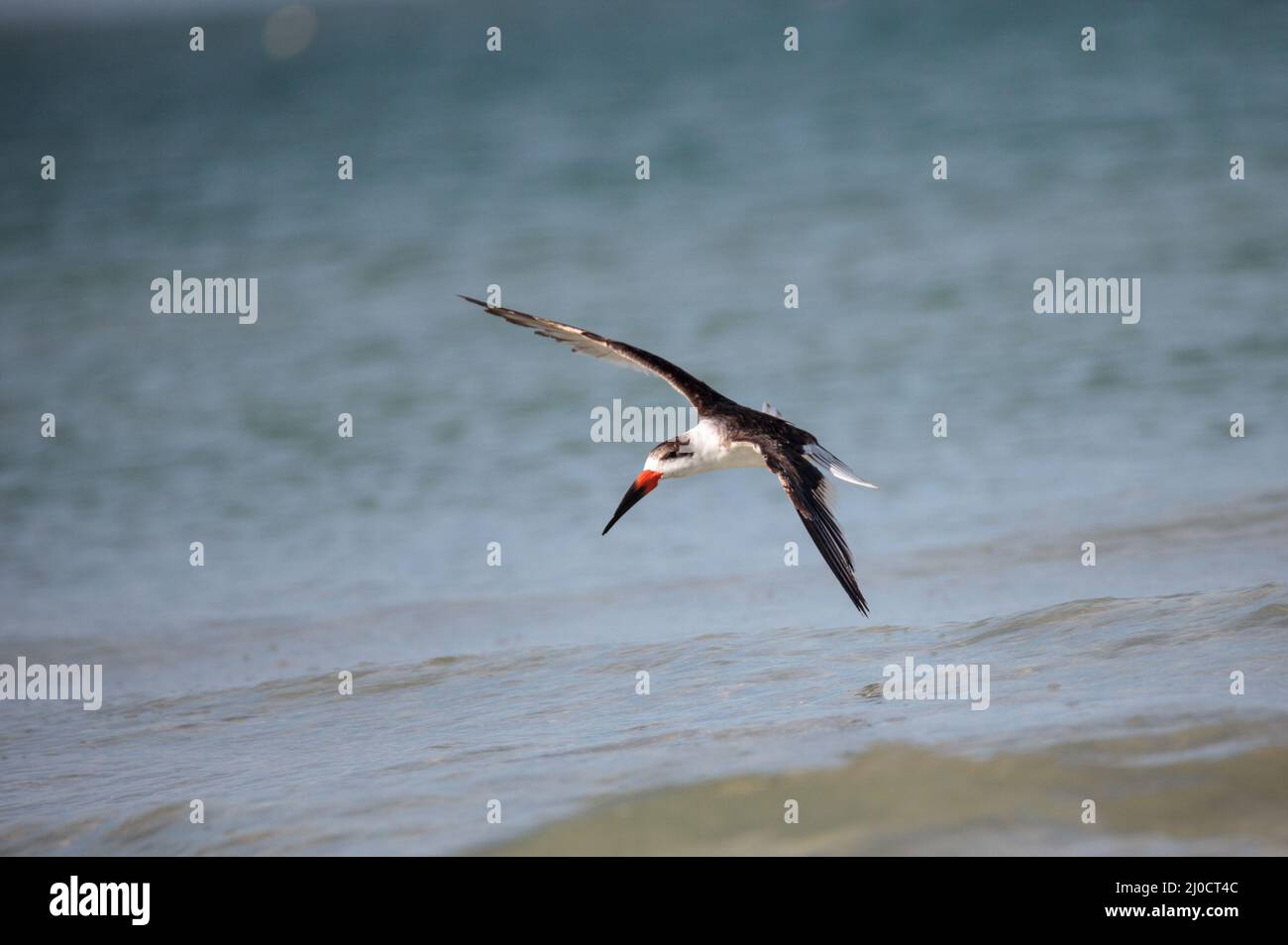 Gregge di nero sterne skimmer Rynchops niger sulla spiaggia di Clam Pass Foto Stock